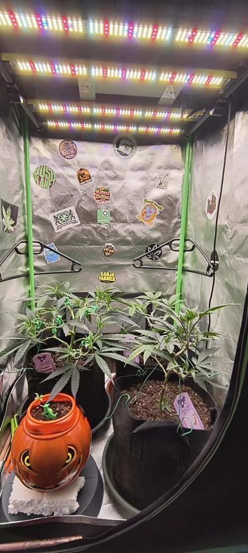 KRUMME GURKEN Stecklinge. Week 4