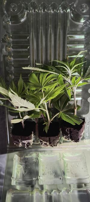 Comment by BennyBud2210 photo #1