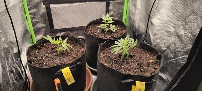 Comment by BennyBud2210 photo #2