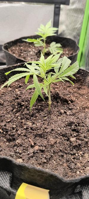 Comment by BennyBud2210 photo #3