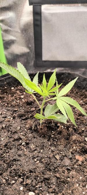 Comment by BennyBud2210 photo #4