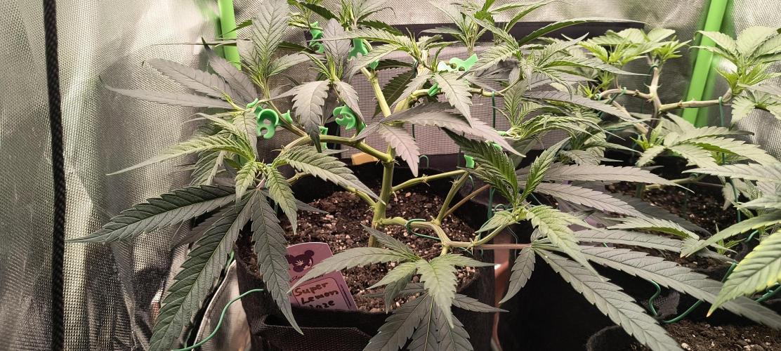 KRUMME GURKEN Stecklinge. Week 5 - Super Lemon Haze 