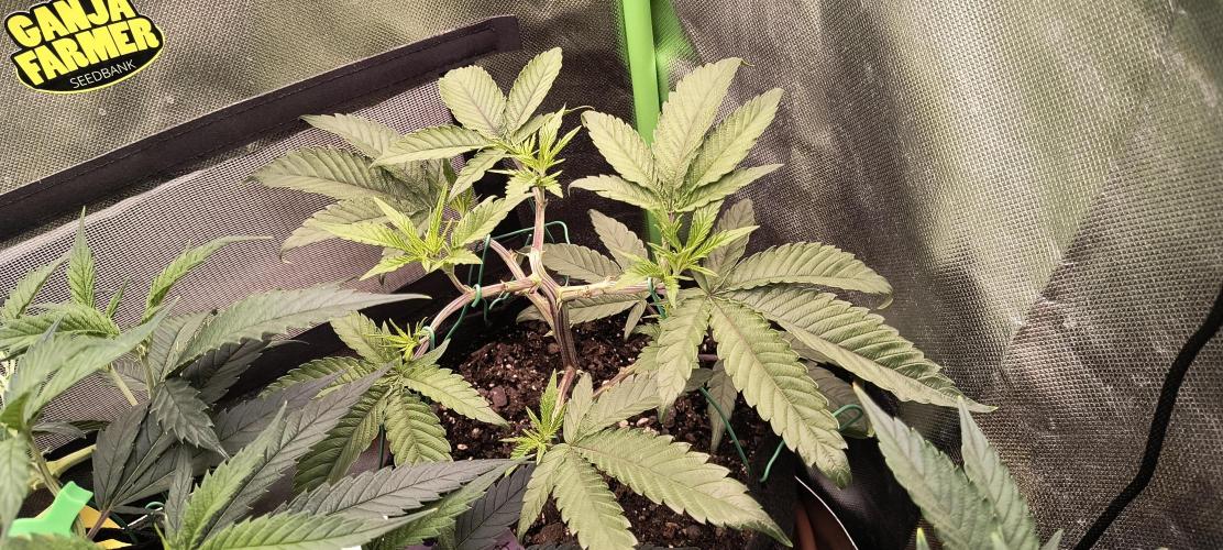 KRUMME GURKEN Stecklinge. Week 5 - SuperBoof 