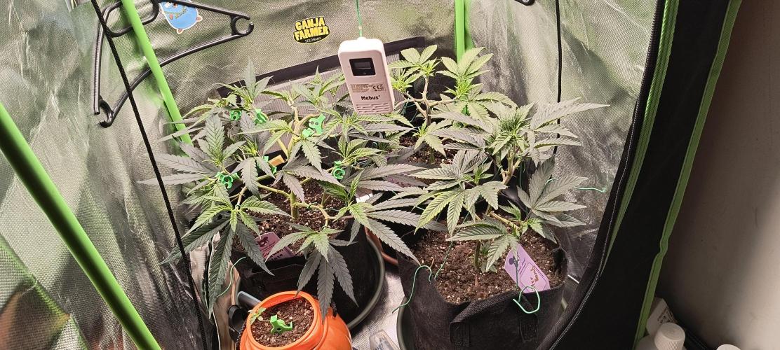 KRUMME GURKEN Stecklinge. Week 5