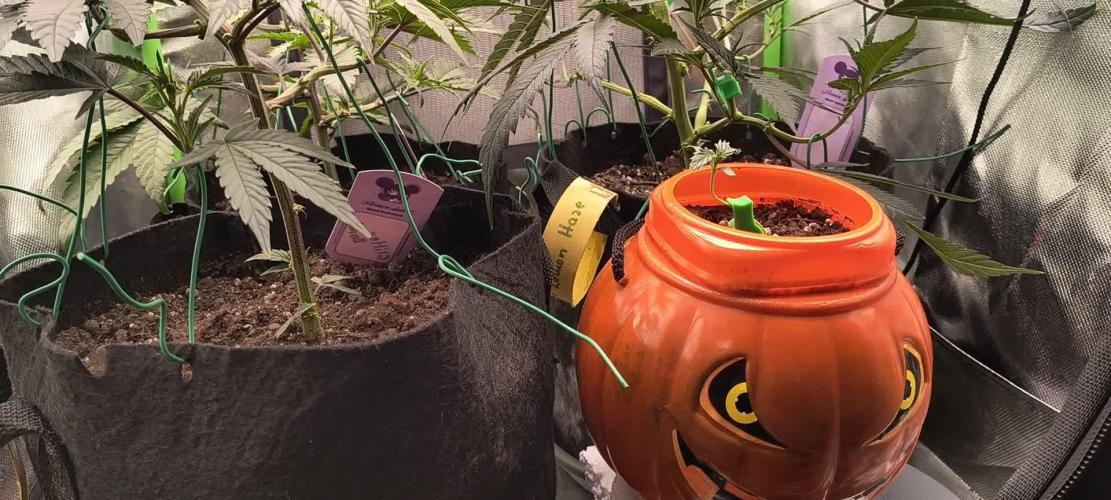 KRUMME GURKEN Stecklinge