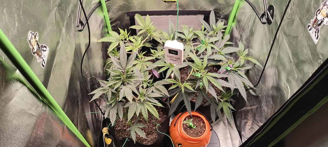 KRUMME GURKEN Stecklinge. Week 5