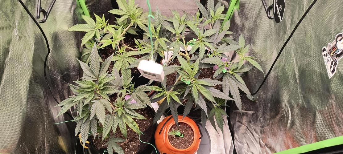 KRUMME GURKEN Stecklinge. Week 5