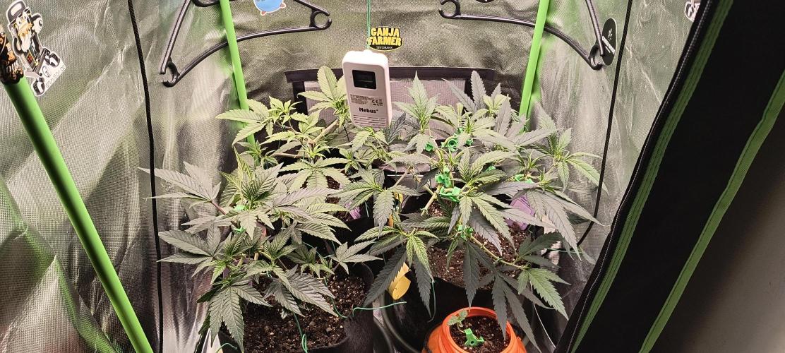 KRUMME GURKEN Stecklinge. Week 5