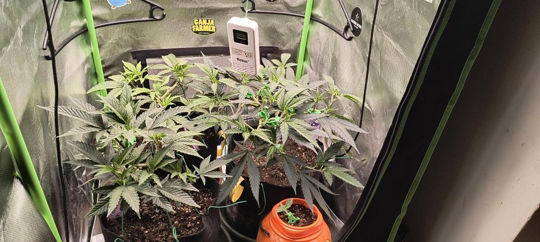 KRUMME GURKEN Stecklinge. Week 5