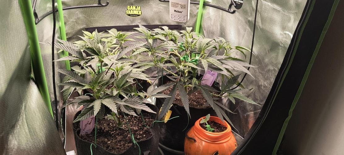 KRUMME GURKEN Stecklinge. Week 5