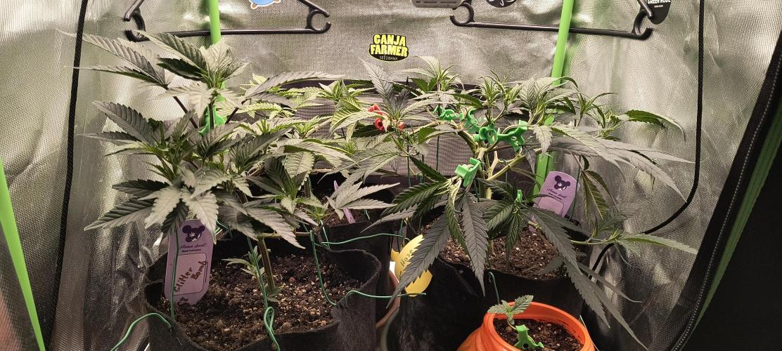 KRUMME GURKEN Stecklinge. Week 5