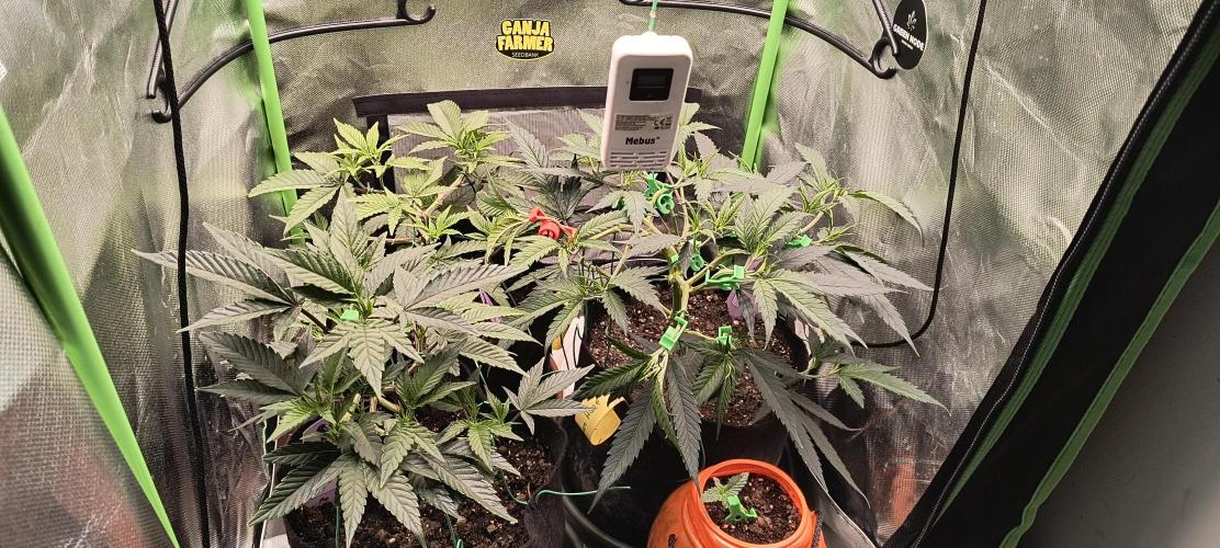 KRUMME GURKEN Stecklinge. Week 5