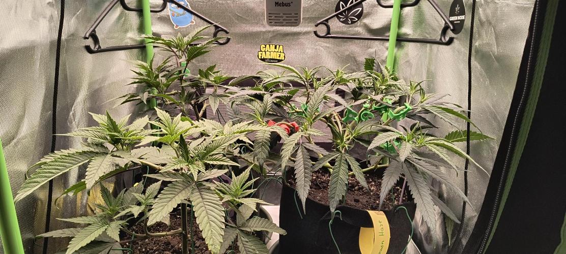 KRUMME GURKEN Stecklinge. Week 5