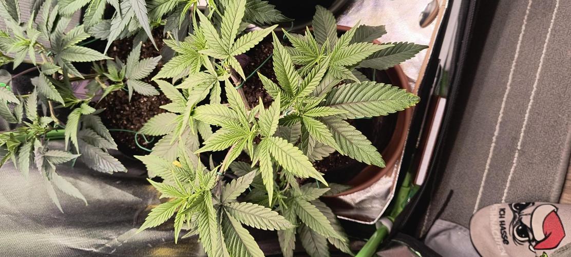 KRUMME GURKEN Stecklinge. Week 5