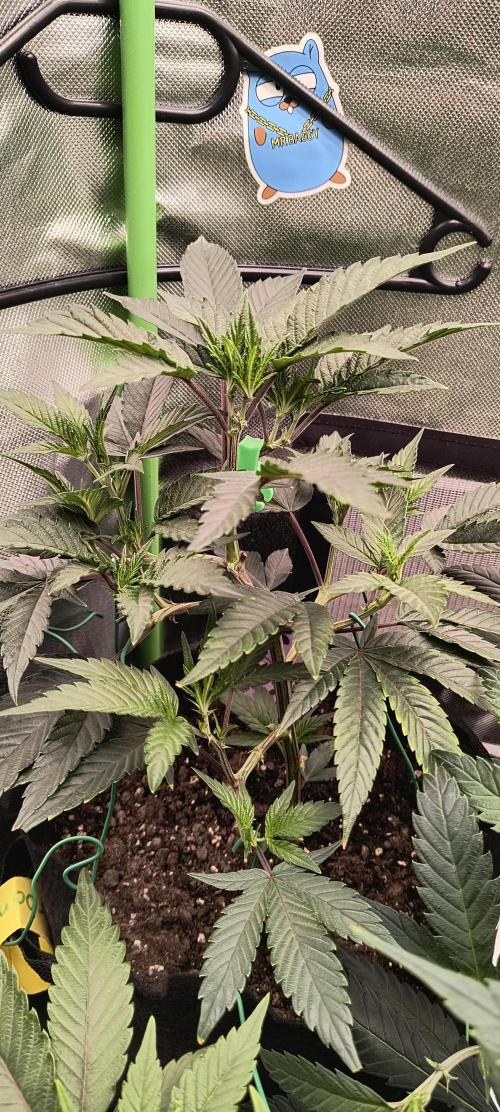 KRUMME GURKEN Stecklinge. Week 5