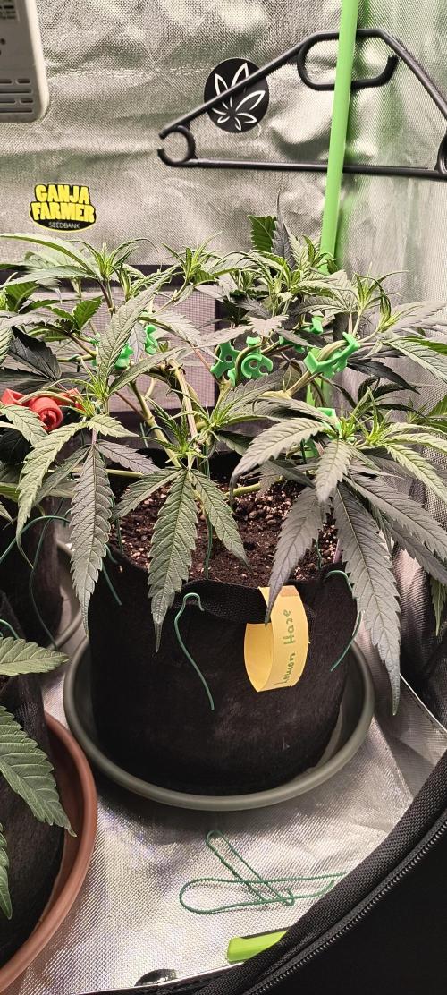 KRUMME GURKEN Stecklinge. Week 5