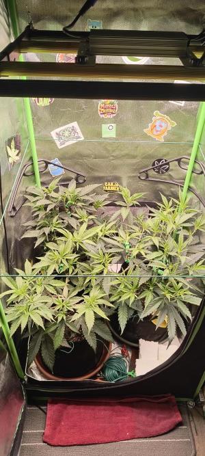 Comment by BennyBud2210 photo #1