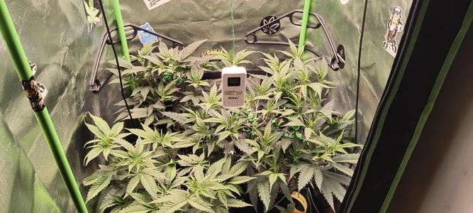 Comment by BennyBud2210 photo #1