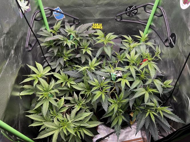 KRUMME GURKEN Stecklinge. Week 6