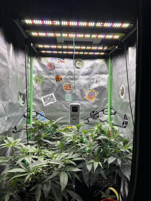 KRUMME GURKEN Stecklinge. Week 6