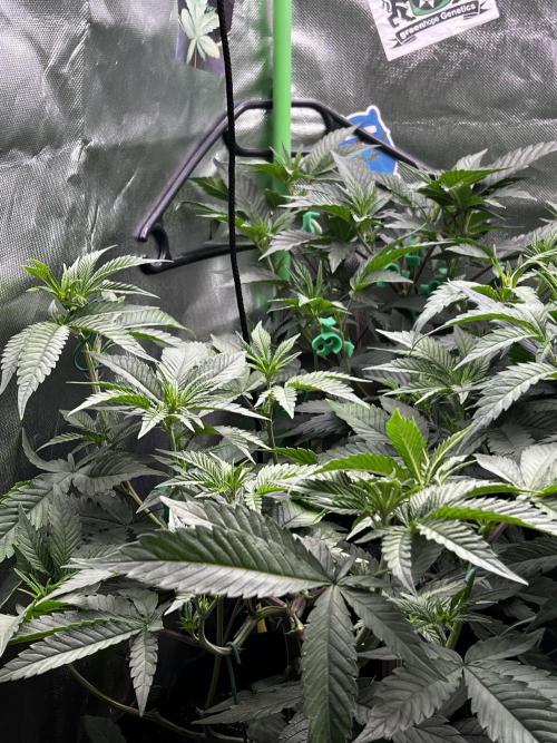 KRUMME GURKEN Stecklinge. Week 6