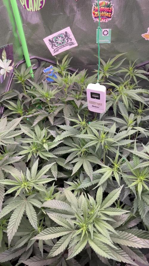 KRUMME GURKEN Stecklinge