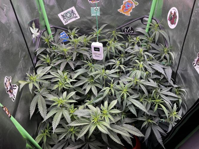 KRUMME GURKEN Stecklinge. Week 6