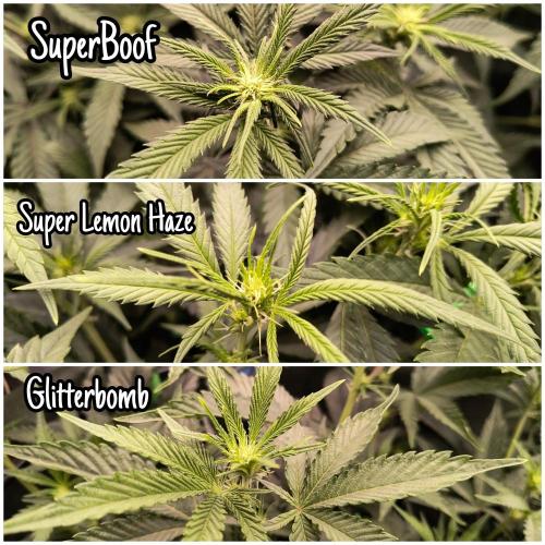 KRUMME GURKEN Stecklinge. Week 7