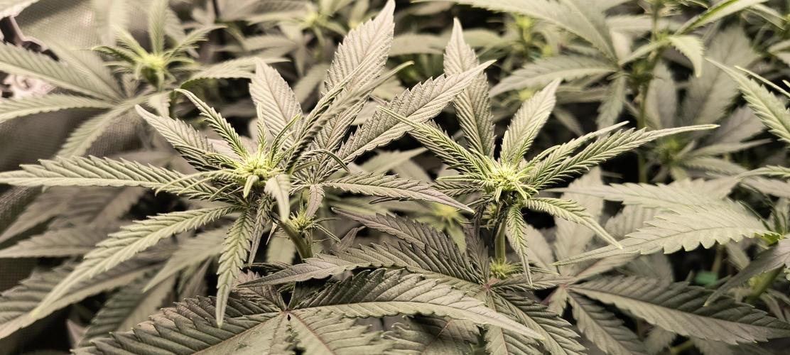 KRUMME GURKEN Stecklinge. Week 7