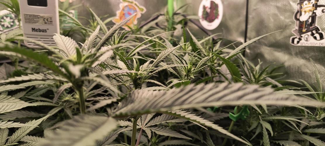 KRUMME GURKEN Stecklinge. Week 7