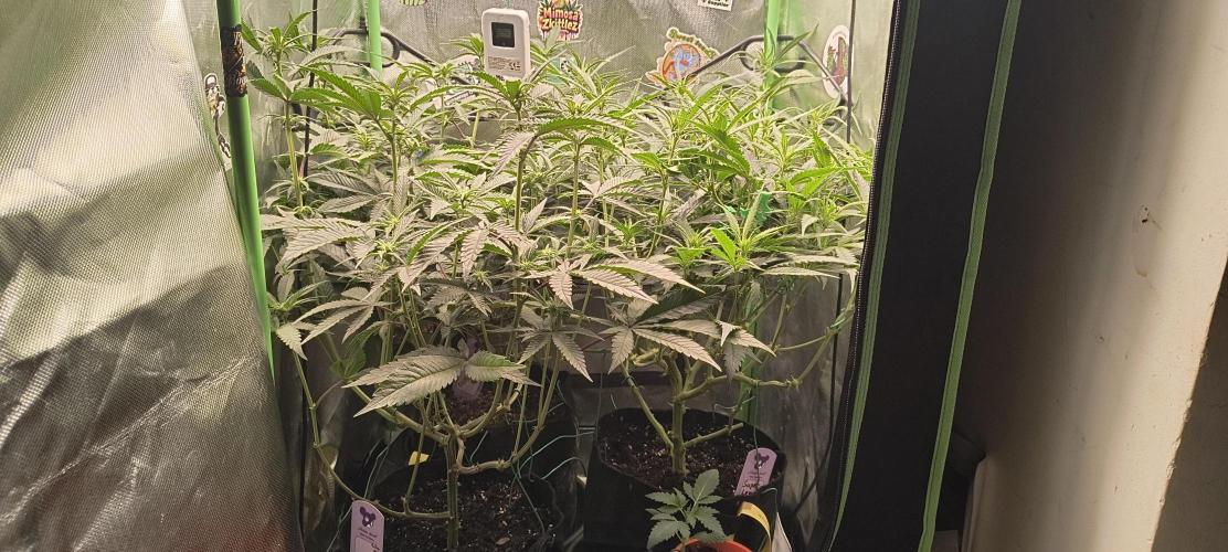 KRUMME GURKEN Stecklinge. Week 7