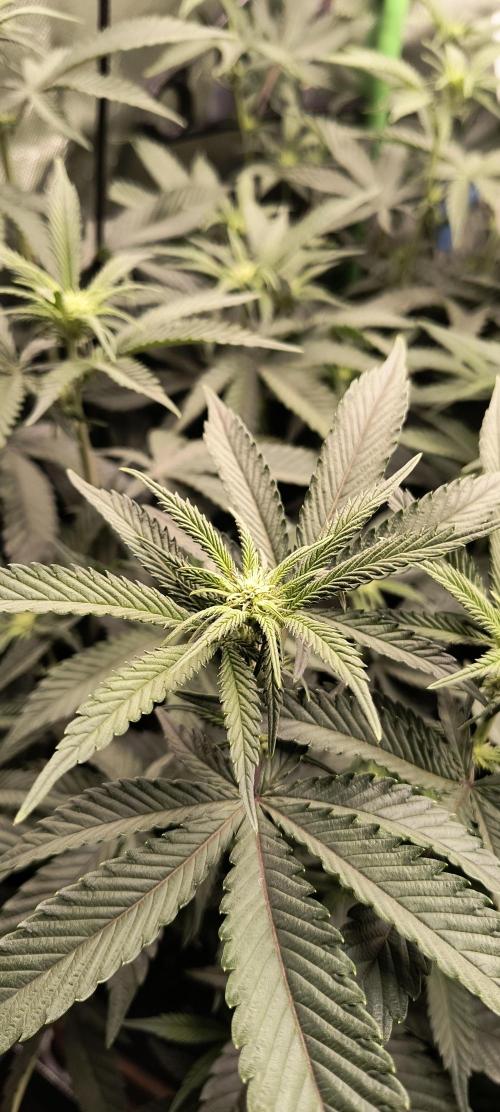 KRUMME GURKEN Stecklinge. Week 7