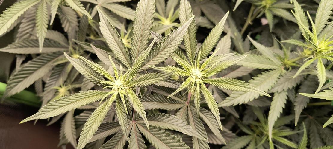 KRUMME GURKEN Stecklinge. Week 7