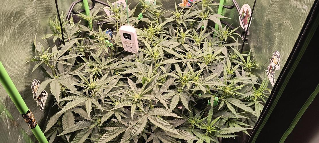 KRUMME GURKEN Stecklinge. Week 7