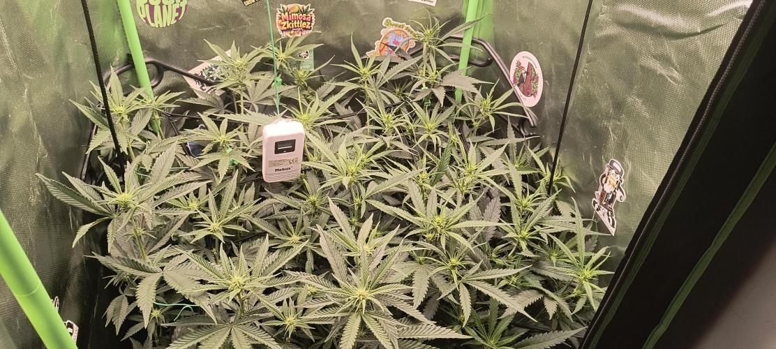 KRUMME GURKEN Stecklinge. Week 7