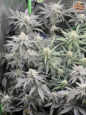 Comment by BennyBud2210 photo #1