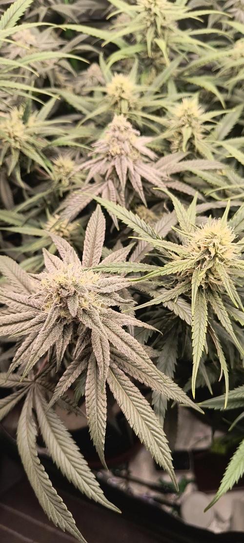 KRUMME GURKEN Stecklinge. Week 10 - SuperBoof links 
Super Lemon Haze rechts 