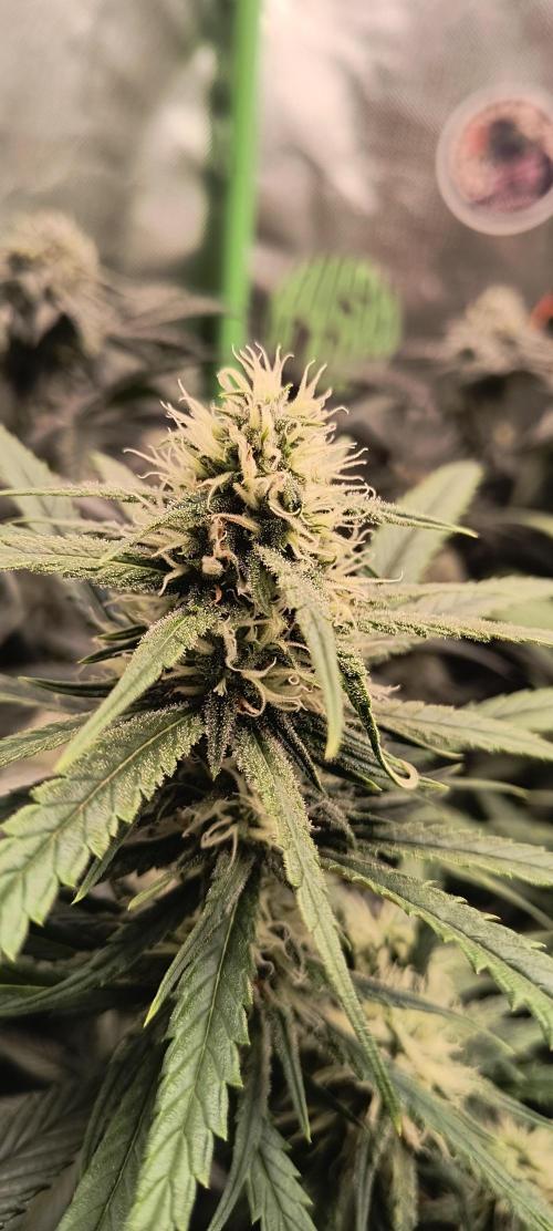 KRUMME GURKEN Stecklinge. Week 10 - Super Lemon Haze 