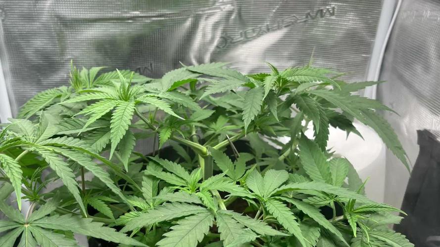 Barney’s farm peyote critical