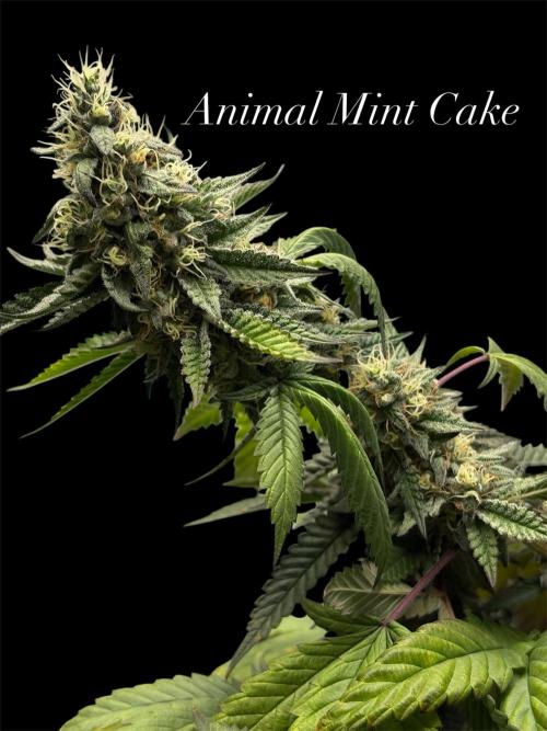 Animal Mint Cake Regular. Week 9
