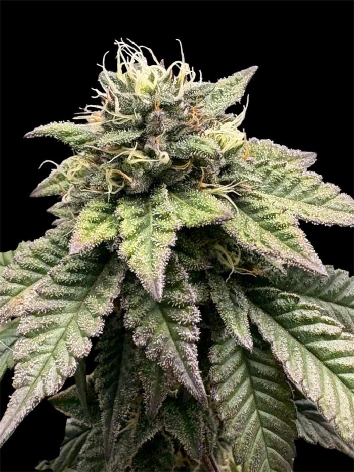 More summer 2025. Week 8