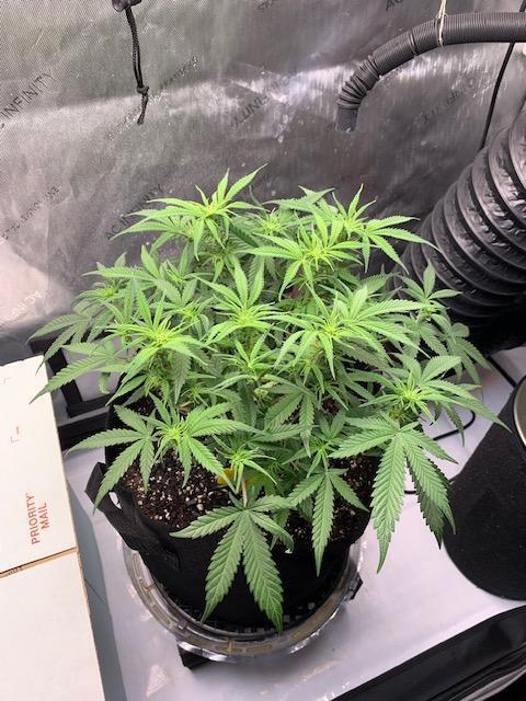 Mint Jelly. Week 6 - Stretching