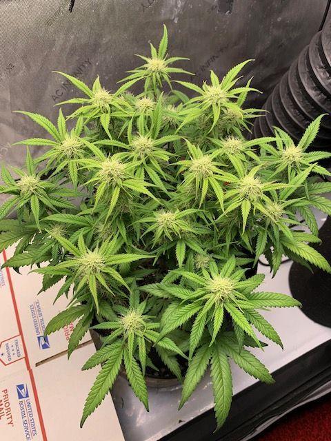 Mint Jelly. Week 8 - Canopy developing nicely. 