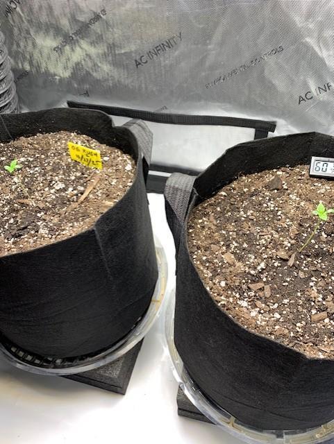 og kush photo. Week 0 - Hello little ones.