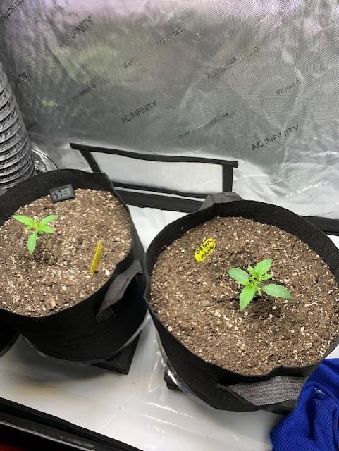 og kush photo. Week 1 - Misting.