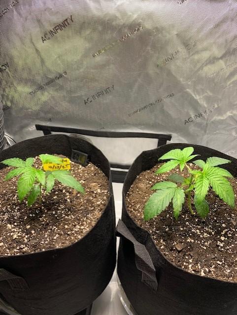 og kush photo. Week 2 - Toppped