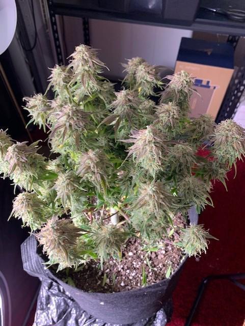 Mint Jelly. Week 11 - Hoping for a couple oz.s.