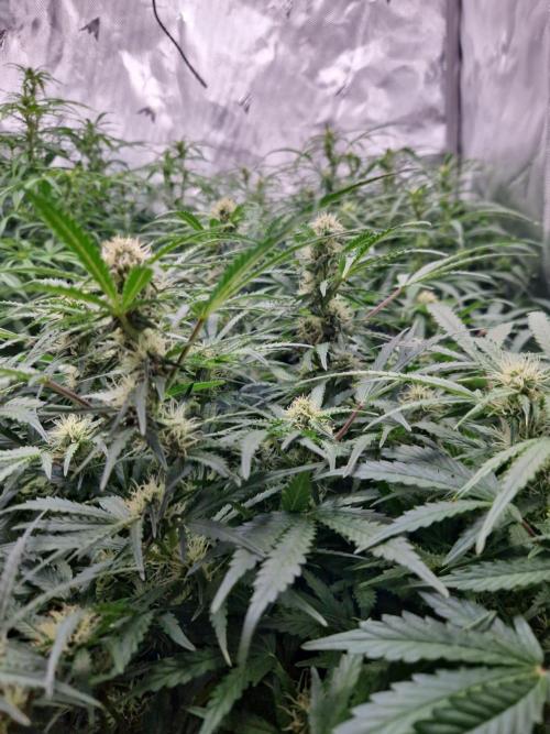 First Grow. Week 8 - plant 2 day 56