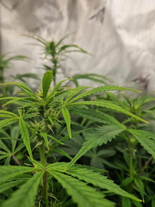 First Grow. Week 8 - plant 3 day 56