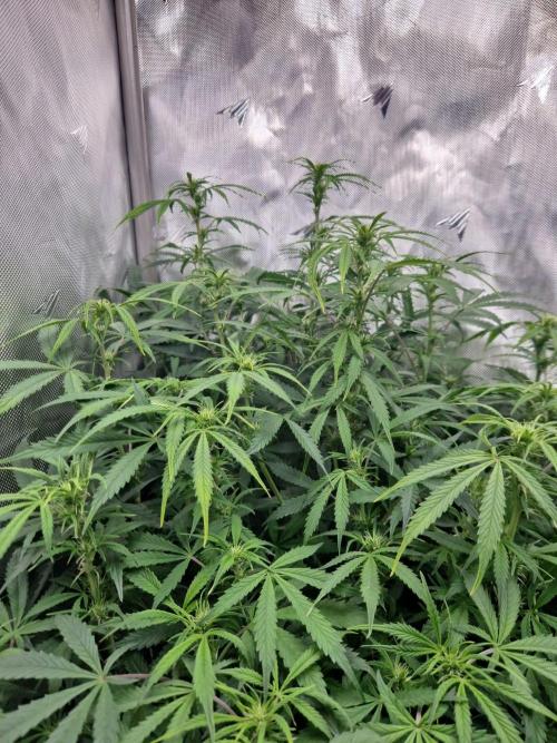 First Grow. Week 8 - plant 3 day 56